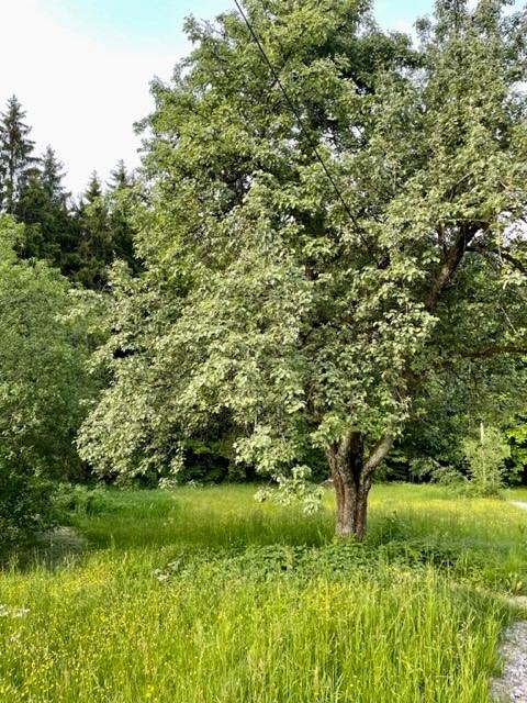 Alter Obstbaum auf dem Gel&auml;nde