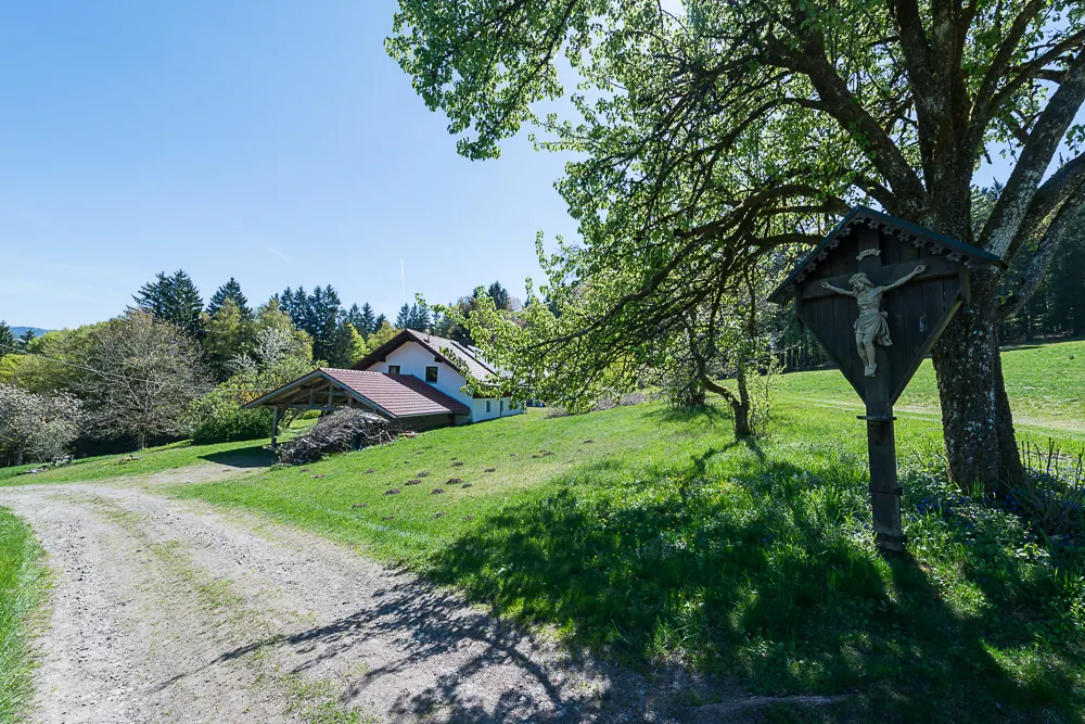 Alter Obstbaum auf dem Gelände