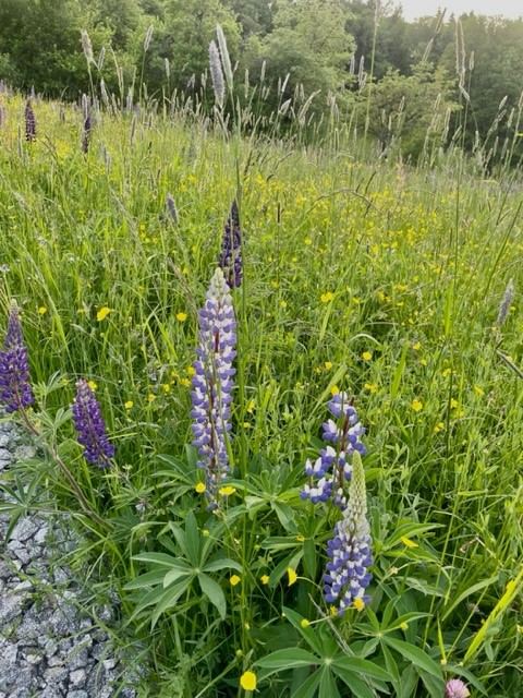 Bl&uuml;hende Wiese mit Wildkr&auml;utern