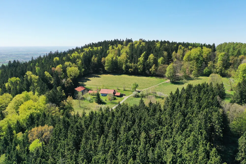 Blühende Wiese mit Wildkräutern