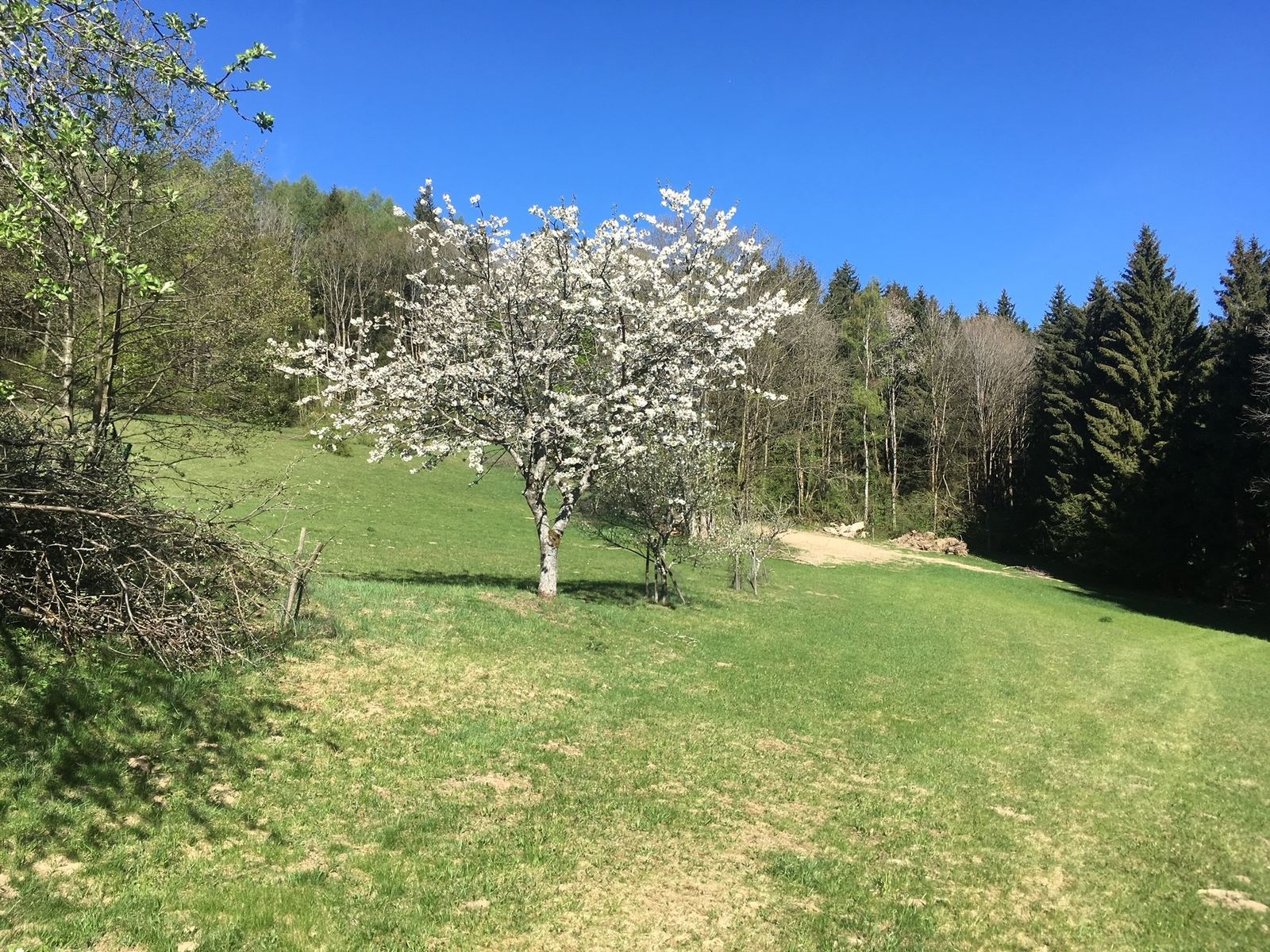 Obstb&auml;ume und Vogelhabitat